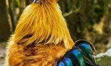 假如我是一只孔雀