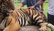 老虎的屁股可以摸