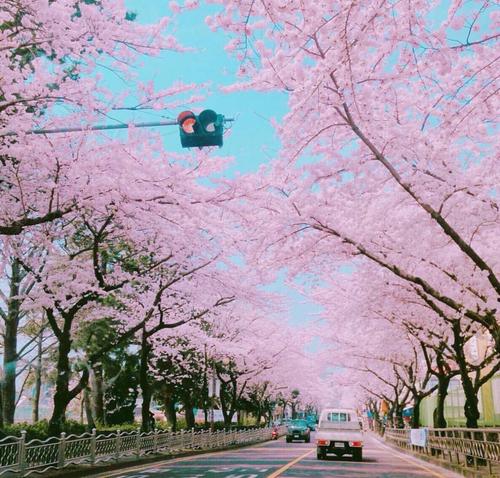 樱花盛开时