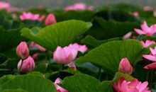 一朵开在心间的花