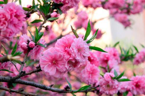 芬芳留在记忆中