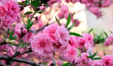 留在记忆的芬芳