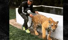 老虎的屁屁——大家摸