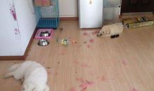 我们家里添了新成员