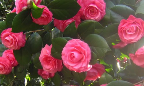 描述山茶花的成分