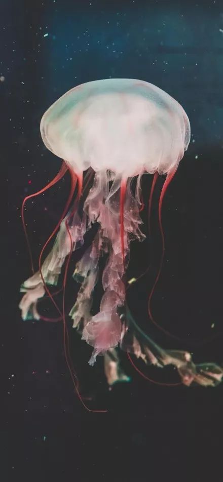 可悲的是