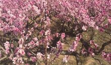 春天的景色真迷人