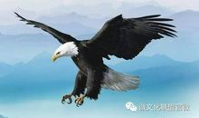 假如我是一只快活的飞鸟