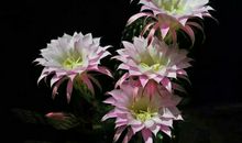 绽放美丽的生命之花