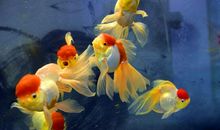 那几条金鱼