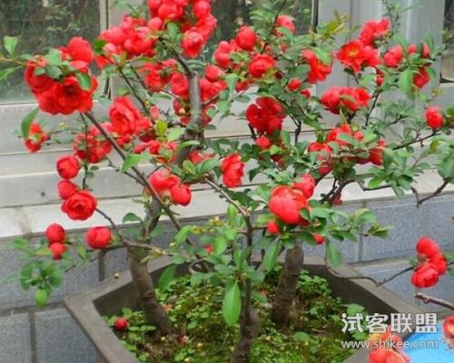 成功之花绽放