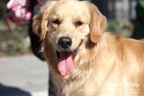 顽皮的金毛寻回犬