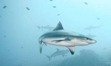 像鱼儿一样思考