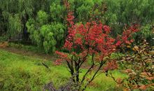 雨中的滨江公园