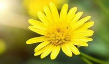 忘不了菊花飘香的季节