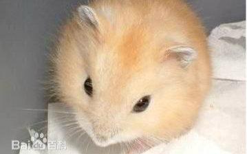 lut肉仓鼠