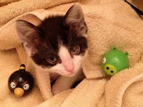 小猫和鸟