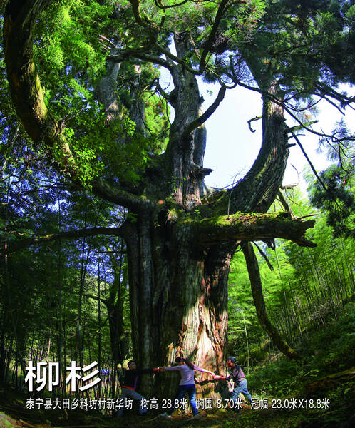 我心中的“树王”