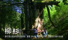 我心中的“树王”