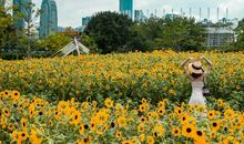 向日葵和小仙女