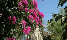 院子里的一缕芬芳