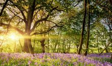 给春天开个欢迎会