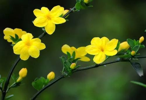 冬季茉莉花盛开