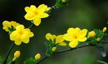 迎春花儿开