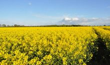 记那一片油菜花田