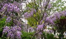 我的青春有一棵紫藤萝