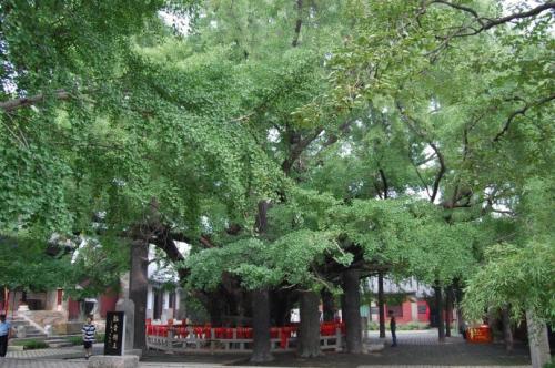 寻找校园“树王”