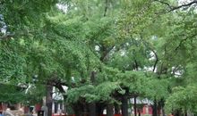 寻找校园“树王”