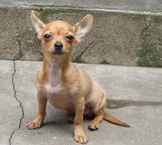 家庭宠物小狗组成