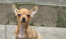 家有宠物小狗作文