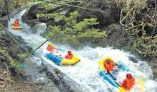 一只东北虎的漂流