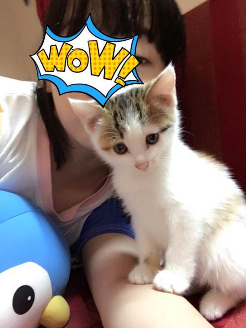 活泼可爱的小猫