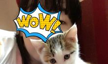 活泼可爱的小猫咪