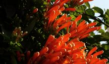 满墙凌霄年年花盛开