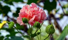 有一种美丽叫平凡