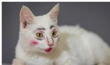 给猫“化妆”