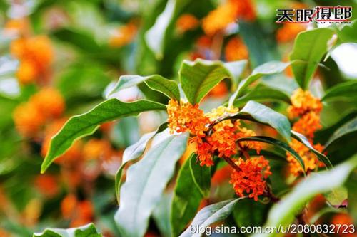 我闻到音乐的芬芳