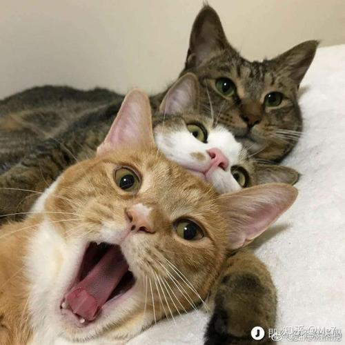 三只小猫