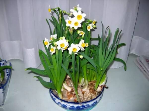 那个开水仙花