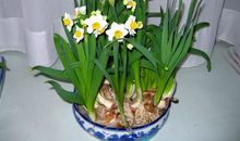 那朵开放的水仙花