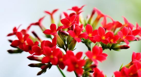 青春的花朵静静地绽放