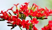 青春之花悄然绽放