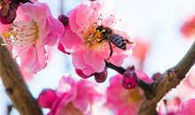 若梦在，希望就在