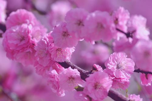 美丽的梅花