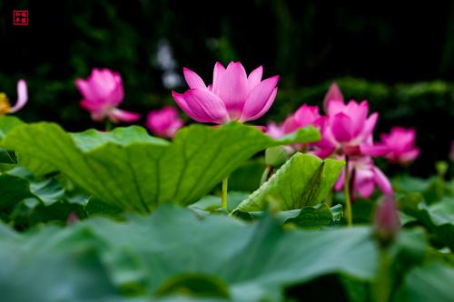 仲夏莲花