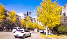 初冬里的银杏树